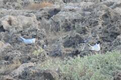 Sterna hirundo