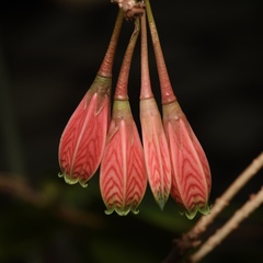Agapetes subsessilifolia