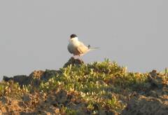 Sterna hirundo