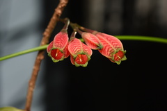 Agapetes subsessilifolia