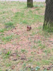 Sciurus vulgaris