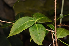 Agapetes subsessilifolia