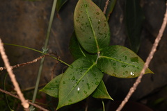 Agapetes subsessilifolia