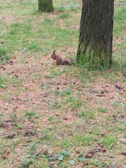 Sciurus vulgaris