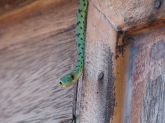 Philothamnus semivariegatus