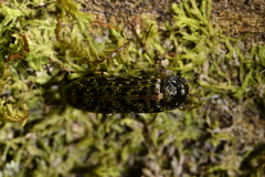 Chalcodrya variegata