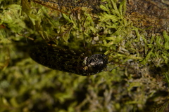 Chalcodrya variegata
