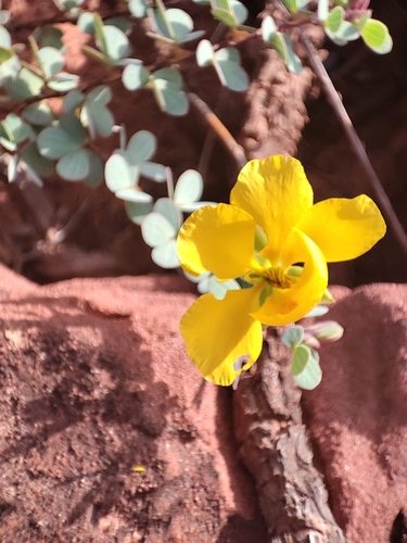 Image of Savannah Sensitive Pea (Chamaecrista ramosa) by (c) Martin Vallejos, some rights reserved (CC BY)