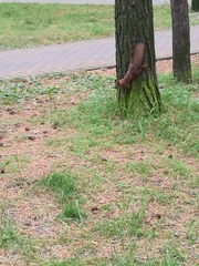 Sciurus vulgaris