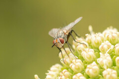 Epicoronimyia mundelli