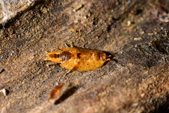 Styloniscus