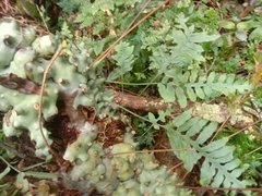 Lecanopteris deparioides