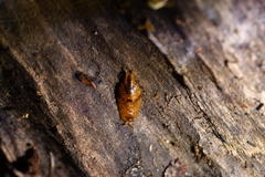 Styloniscus