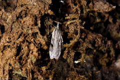 Scoparia indistinctalis