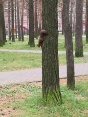Sciurus vulgaris