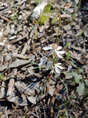 Caladenia cucullata