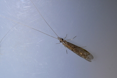 Triplectides obsoletus