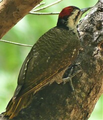 Chloropicus namaquus