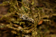 Eudonia minualis