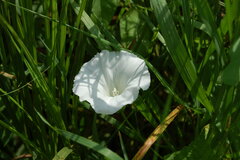 Calystegia sepium