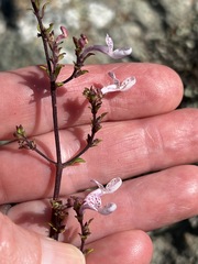 Aeollanthus parvifolius image