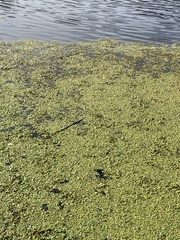 Potamogeton natans