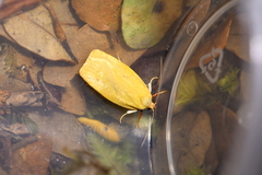 Proteodes carnifex