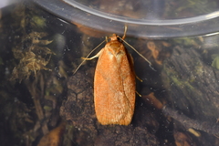 Proteodes carnifex