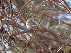 Emberiza rustica