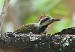 Chloropicus namaquus