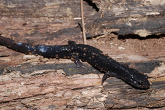 Plethodon mississippi