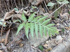 Woodwardia prolifera