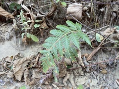 Woodwardia prolifera