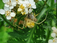 Enoplognatha ovata