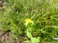 Hypericum ellipticum