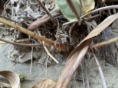 Woodwardia prolifera