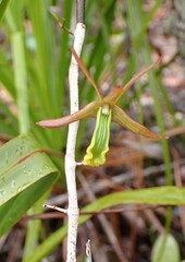 Dendrobium verruciferum