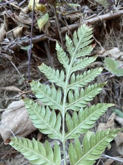 Woodwardia prolifera