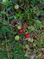 Vaccinium oxycoccos