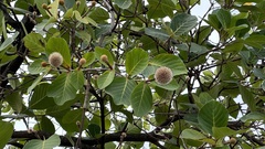 Neonauclea reticulata