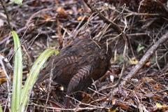 Gallirallus australis scotti