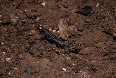 Plethodon mississippi
