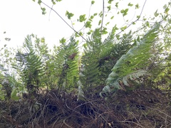 Woodwardia prolifera