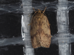 Oligoloba severa