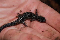 Plethodon mississippi