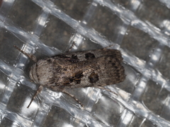 Cryptophasa irrorata