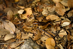 Hemiandrus maculifrons