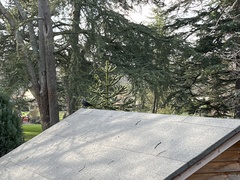 Corvus monedula monedula