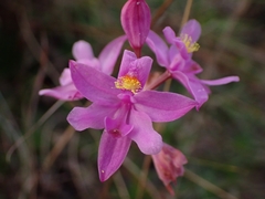 Calopogon barbatus