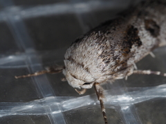 Cryptophasa irrorata